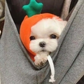 Close-up of bright orange carrot pet hat and green harness on a small dog - Hooded Orange Carrot