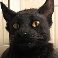 Realistic full head black cat mask with long fur, yellow eyes, and lifelike whiskers - Simulated Black Cat (No Hair)