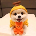 Close-up of a yellow pet hoodie with sprout decoration and mini bear plush toy accessory - Yellow Banana Hoodie