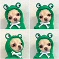 L / Sudadera con Capucha Rana Verde