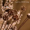 Natuurlijk bruine gedroogde zaadpeulstengel voor decoratie, circa 40 cm lang voor boeket - Lachende Peul (40 cm enkele tak)