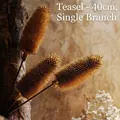 Gedroogde kaardebol tak 40cm voor Noordse vaas decoratie in natuurlijk warm bruin - Kaardenbol (40 cm enkele tak)