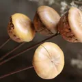 Gedroogde natuurlijke paddenstoelvrucht tak van 40 cm voor Scandinavische vaasdecor - Paddenstoelvrucht (40 cm enkele tak)