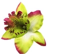 Detail einer gelb-grünen künstlichen Orchidee Haarspange mit lila Punkten und rosa Rand - Fruchtgrün