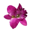 Detailed view of fuchsia orchid hair clip with dark spots for bohemian beach vacations - Deep purple