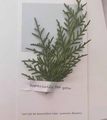 Tarjeta de regalo blanca minimalista con planta verde y texto Especially For You - Pegatinas mixtas 3 piezas
