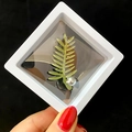 Elegant green leaf brooch with a grey pearl in a white square protective display box - Green Leaf Pearl Style (XZ064)