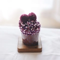Purple and pink coral fleece socks roll with cute pom-poms in a polka dot cup - One Size / Purple Red & White