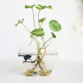 Transparent plum blossom glass vase for hydroponics with 12cm height and 13cm diameter - Plum Blossom Shape