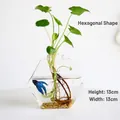 Handmade hexagonal glass vase with hydroponic green plants and blue betta fish inside - Hexagon Desktop