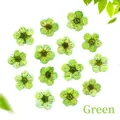 Detailed view of dried narcissus green flowers for DIY crafts and resin nail art decor - Green