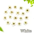 Vista dall'alto di diciassette fiori di narciso bianchi essiccati con piccole foglie verdi - Bianco