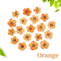 Macro detail of twenty orange dried narcissus flowers for DIY resin and nail art crafts - Orange