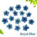 Macro shot of 15 royal blue dried pressed daffodil flowers for DIY resin craft decoration - Sapphire Blue