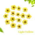 Macro view of 14 pieces of light yellow dried narcissus flowers for DIY resin and nail art - Light Yellow