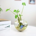 Handmade sphere glass vase with mini fish bowl and hydroponic plant for home decor - Large Tripod