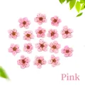 Sedici fiori di narciso rosa essiccati per nail art in resina fai-da-te e decorazioni - Rosa