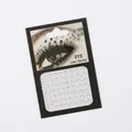 Macro shot of multi-size clear acrylic rhinestones for eye makeup on black card display - 81pcs White Round Gems