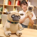 Pug plush toy in khaki color with a floral turquoise collar in home setting - Shar Pei 30 Cm / Price And Color Are Random For Single Pieces Around 40cm In Length.