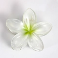 Pearlescent white plumeria flower hair claw clip with a subtle light green gradient center - 7. Bauhinia Pearlescent Green