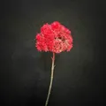 Single stem vibrant red artificial ball flower with realistic petals and slender stem - Magenta Ornamental Cabbage