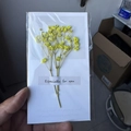 Yellow Baby's Breath Dried Flower Style