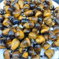 Macro view of teardrop tiger eye stone pendants with polished texture and silver bails - Tiger's Eye