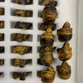 Tiger Eye stone turtle carvings with natural golden brown stripes in a storage tray - Small-Tiger Eye