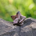 Star-shaped pink rhodonite crystal carving with natural black mineral veins on grey rock - Rhodonite