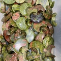 Bulk polished unakite natural stones in crescent moon shape with orange green textures - Unakite