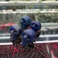 Set di quattro teschi in cristallo naturale blu da 1 pollice con finitura lucida - Sodalite blu