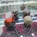 Set de 5 calaveras de cristal natural pulido en jaspe rojo y cuarzo para decoración - Heliotropo