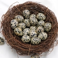Egg shaped Dalmatian Jasper natural stone in a rustic decorative bird nest - Dalmatian Jasper (1pc)