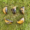 Tiger eye stone crescent moon face carving with polished natural brown textures - Tiger Eye (Single Bead)