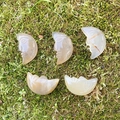 Carved crescent moon face crystals in natural cream and tan stones on moss background - White Agate (Single Piece)