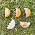 Set of five honey-yellow carved moon face stones placed on natural green moss - Topaz (Single Piece)