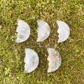 Set of five crescent moon natural clear quartz crystals with carved facial profiles on moss - Clear Quartz (Single Bead)