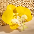 Macro shot of realistic yellow phalaenopsis orchid flower head with brown speckled dots - Yellow Style (29517-3)