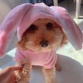 Rosa Plüsch-Kapuzenpullover mit Hasenohren für kleine Hunde und Katzen aus Korallenfleece - XS / Rosa Hase
