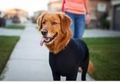 Golden Retriever wearing a black elastic pet bodysuit on an outdoor community sidewalk - XL / Black