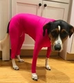 Body rose fuchsia élastique à quatre pattes pour chiens de taille moyenne et grande - Rose rouge