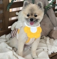 Cat floral bib and white pet vest outfit set in vibrant yellow for small dogs - M / Yellow Flower