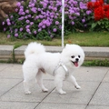 Outdoor shot of a small dog wearing a silver mirror-finish harness and leash set - Silver