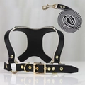 Details von schwarzem Leder-Hundegeschirr mit edlen goldenen Schnallen und Leine - S (Bis zu 4kg Haustiere) / Schwarz