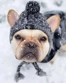 Winter knitted pet hat with ear holes and pom-pom for French Bulldogs in snow - S / Gray