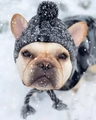 Close-up of gray knit pet hat with pompom on a French Bulldog in a snowy setting - S / Gray