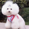 Dog harness with red, white and blue stripes, navy anchor design and Lucky text - Red Blue White Sailor Stripes
