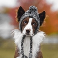 Cappello lavorato a maglia per cani in grigio nero con pompon e fori per orecchie - M (Circonferenza della testa 41-51cm) / Grigio