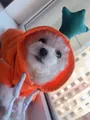 Cute carrot orange pet hoodie with green leaf hood and white drawstring for small dogs - Orange Carrot