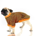 Detail of Halloween pet striped long sleeve shirt with orange ribbed cuffs on a pug dog - M / Two-leg Orange Black Stripes Style